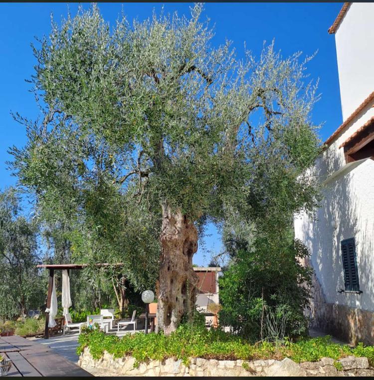 Azienda Agricola B&B Macchiaria Vieste Exteriér fotografie